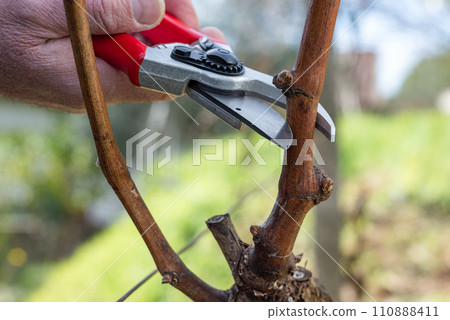 Farmer pruning the vine in winter. Agriculture. Farmer pruning the vine in winter. Agriculture. 110888411