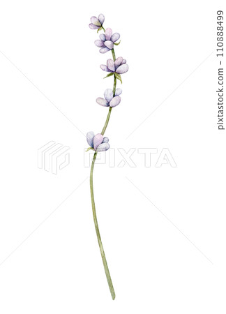 Watercolor Lavender flower. Hand drawn botanical illustration of lavender branch for wedding invitation, logo, cards, packaging and labeling. Watercolor Lavender flower. Hand drawn botanical illustration of lavender branch for wedding invitation, logo, cards, packaging and labeling. 110888499