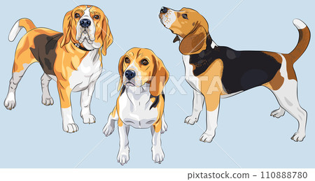 vector sketch serious dog Beagle breed 110888780