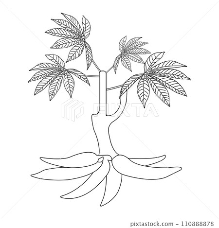 Cassava icon 110888878