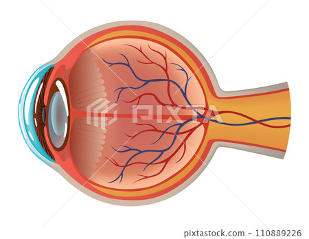Human eye anatomy infographics with inside structure realistic vector poster illustration Human eye anatomy infographics with inside structure realistic vector poster illustration 110889226