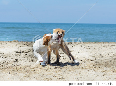 fox and dog playing fox and dog playing 110889510