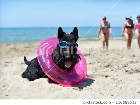 scottish terrier on the beach 110889512