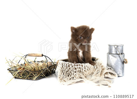puppy pomeranian in studio 110889517