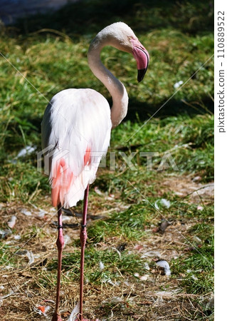 Asahiyama Zoo flamingo house scenery 110889522