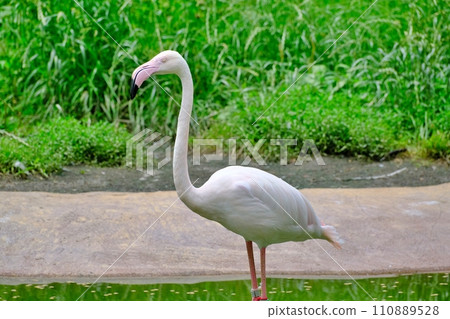 Asahiyama Zoo flamingo house scenery 110889528