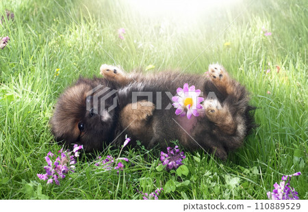 puppy pomeranian in grass 110889529