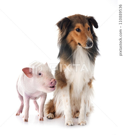 Shetland Sheepdog and pig in studio 110889536