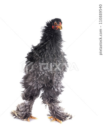 curly Brahma chicken curly Brahma chicken 110889540