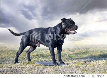 obedience training with a staffie obedience training with a staffie 110889544