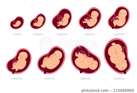 Pregnancy stages. Fetal foetus development process, human embryo growth for nine months, medical education and health, reproduction gynecology poster, cartoon isolated garish vector set 110889909