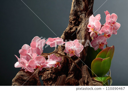 Pink orchid on an old wooden snag. 110890467