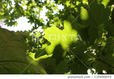 Beauty Pattern Of Green Leaves Of Maple Tree Under Sun Rays 110890659