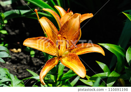 Lilies with tubular flowers in a summer flowerbed. Lilies with tubular flowers in a summer flowerbed. 110891198