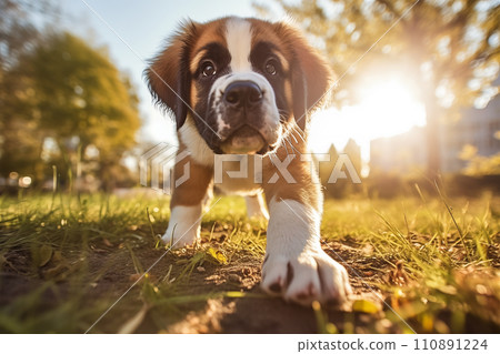 Curious Saint Bernard Puppy Exploring the Outdoors Curious Saint Bernard Puppy Exploring the Outdoors 110891224