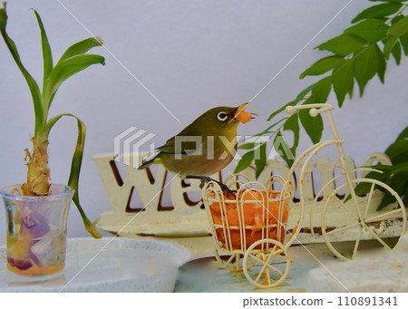 一隻繡眼鳥來到了住宅區小花園裡白牆前的飼養站。 一隻繡眼鳥來到了住宅區小花園裡白牆前的飼養站。 110891341
