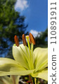 Yellow lily close-up on the background of nature 110891911