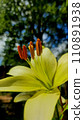 Yellow lily close-up on the background of nature 110891938