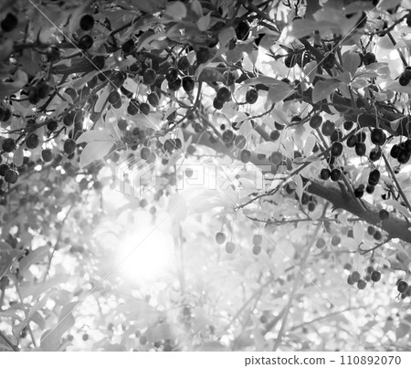 Branch with red gumi berries Branch with red gumi berries 110892070