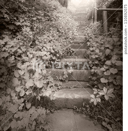 Old stairs in the forest Old stairs in the forest 110892075