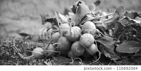 A radish in the vegetable garden A radish in the vegetable garden 110892084