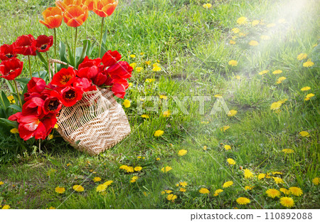 A basket of tulips in the field A basket of tulips in the field 110892088