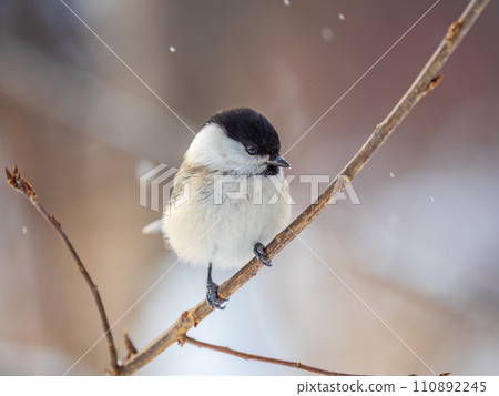 Cute bird the willow tit, song bird sitting on a branch without leaves in the winter. Cute bird the willow tit, song bird sitting on a branch without leaves in the winter. 110892245
