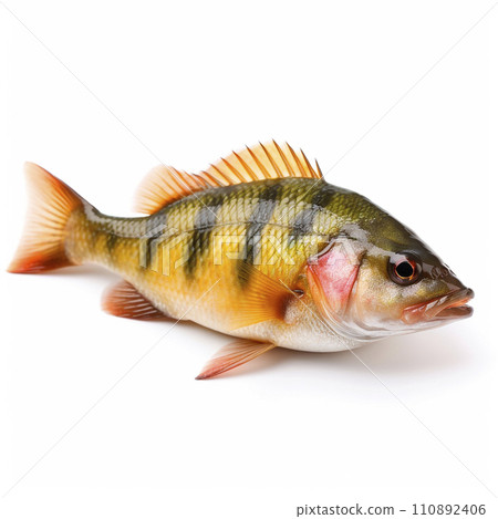 Predatory striped perch fish Perca fluviatilis isolated on white close-up 110892406
