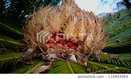 cycad fruit cycad fruit 110893069