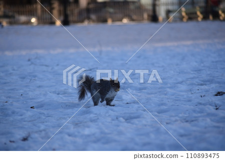 松鼠在雪地裡 松鼠在雪地裡 110893475