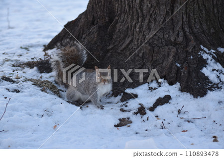 松鼠在雪地裡 松鼠在雪地裡 110893478