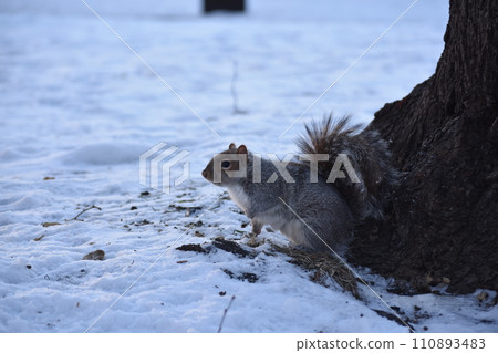 松鼠在雪地上 110893483