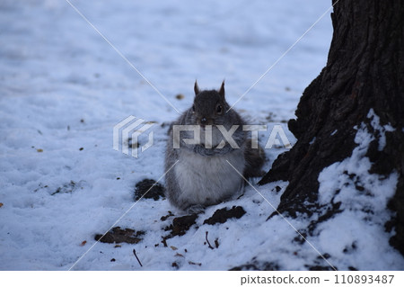 Squirrel on the snow Squirrel on the snow 110893487