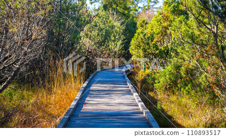 Wooden path in Bozi Dar peat bog nature reservation on sunny autumn day. Ore Mountains, Czech: Krusne hory, Czech Republic 110893517