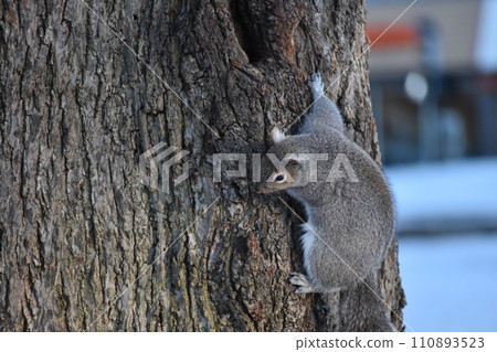winter sunny sky, tree and squirrel 110893523