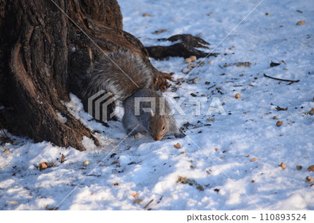 winter sunny sky, tree and squirrel 110893524