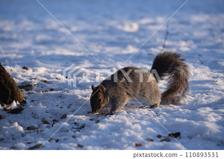 winter sunny sky, tree and squirrel winter sunny sky, tree and squirrel 110893531