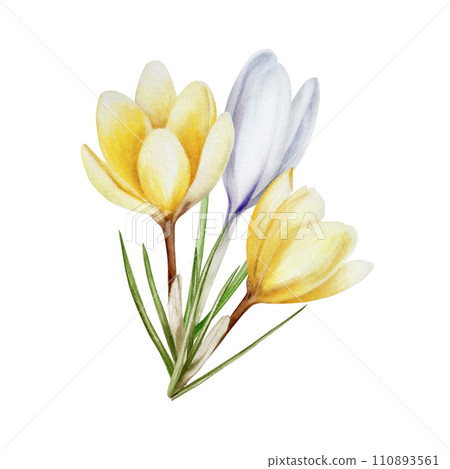 Watercolor composition with yellow and white blooming crocus flower isolated on white background. Spring and easter botanical hand painted saffron illustration. For designers, wedding, decoration, 110893561