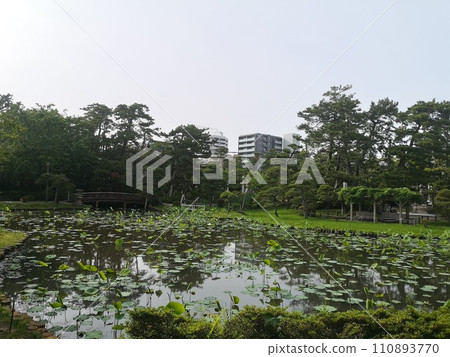 新潟總神社白山神社內的蓮花池 110893770