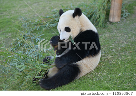 湯濱開始吃竹子 湯濱開始吃竹子 110893867