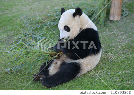 湯濱開始吃竹子 湯濱開始吃竹子 110893868