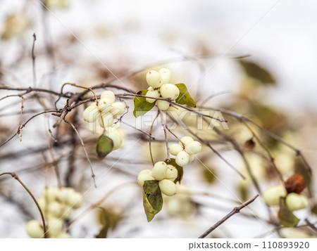 Snowberry shrub with white poisonous berries in autumn, also known as ghostberry and waxberry, popular ornamental garden plant Snowberry shrub with white poisonous berries in autumn, also known as ghostberry and waxberry, popular ornamental garden plant 110893920