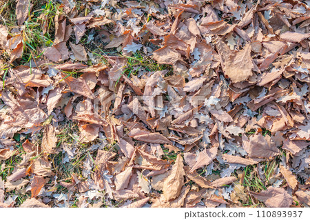 Orange, brown and yellow fallen oak leaves in the sunlight. 110893937