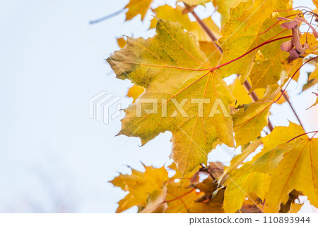 Maple branches with yellow leaves in autumn, in the light of sunset. 110893944
