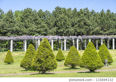 紅豆杉種植 札幌市前田森林公園 110894132