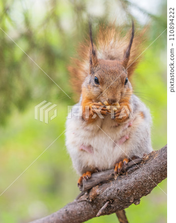 The squirrel with nut sits on a branches in the spring or summer. 110894222