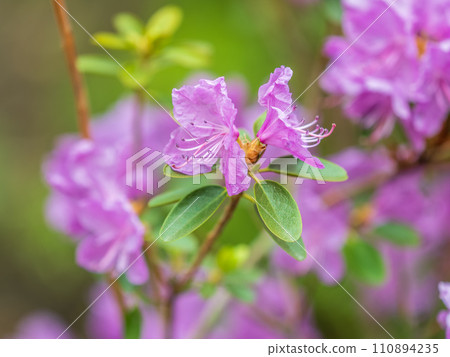 Pink flowers of Siberian rhododendron copy space. Rhododendron dauricum. Spring flowering of Altai rhododendron. 110894235