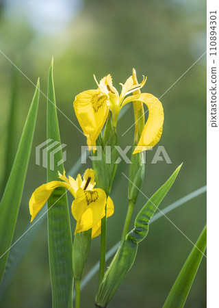 紀菏部札幌市 紀菏部札幌市 110894301