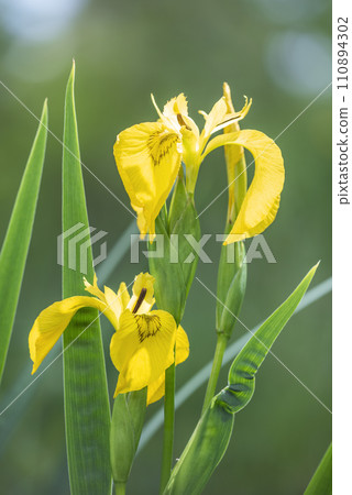 紀菏部札幌市 紀菏部札幌市 110894302