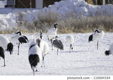 雪地上一群鶴中的一隻沙丘鶴 110894384